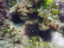 Underwater Ocean and seas picture from Dayo Scuba, Winter Park, Orlando, Florida